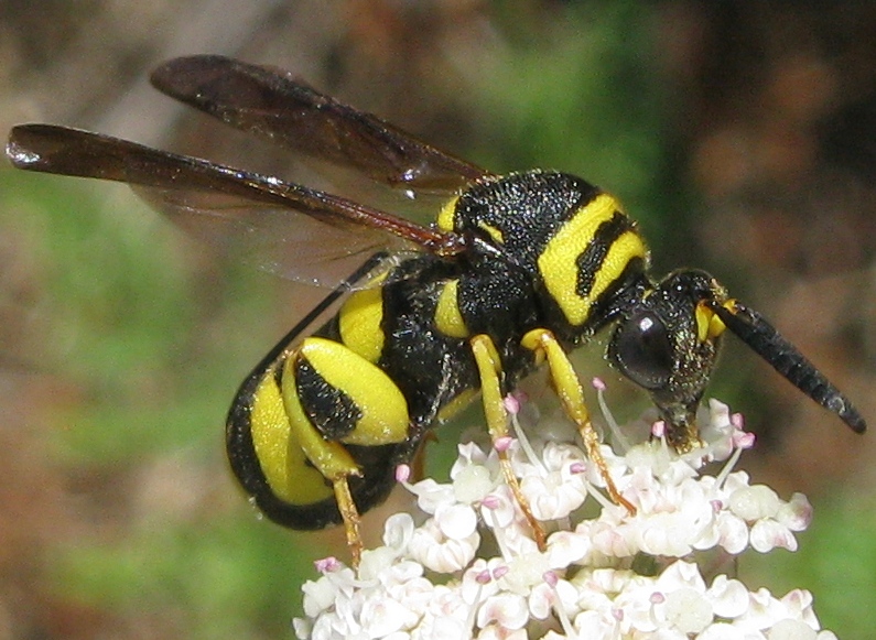 Siricidae ?? No, Leucospis gigas